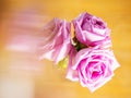 Pink rose bouquet with light distorting object, light blue background, selective focus. Decoration in a house concept. Light and