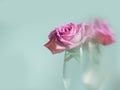 Pink rose bouquet with light distorting object, light blue background, selective focus. Decoration in a house concept. Light and