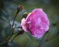 Pink Rose Branch on the dark background Royalty Free Stock Photo