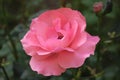 Pink rose!It is a bright flower, odorous flower, a wonderful flower, magic flower