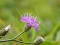 Forest Flower