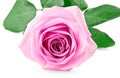 Pink rose bud Royalty Free Stock Photo