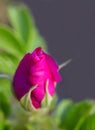 Pink rose bud Royalty Free Stock Photo