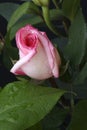 Pink Rose Bud Royalty Free Stock Photo