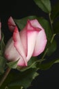 Pink Rose Bud Royalty Free Stock Photo