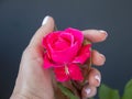 Pink Rose Bud, On A Black Background