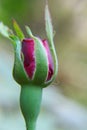 Pink rose bud blossom blooming on the garden Royalty Free Stock Photo