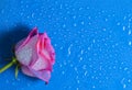 Pink rose bud on a blue surface in droplets of water. Royalty Free Stock Photo