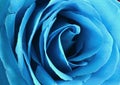 Blue rose bud close-up. Rose petals Royalty Free Stock Photo