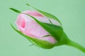 Pink rose bud closeup, selective focus. Royalty Free Stock Photo