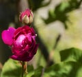 Pink Rose and Bud in English Country Garden, UK