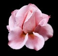 Pink Rose bud. Flower on black isolated background with clipping path. no shadows. Closeup. Royalty Free Stock Photo