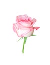 Pink rose bud flower  isolated on white background , clipping path Royalty Free Stock Photo