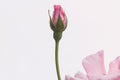 Pink Rose Bud, Vintage Background Shot