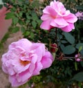 Pink Rose with bud in garden, macro closeup of rose flower Royalty Free Stock Photo