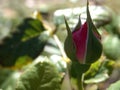 Pink Rose Bud With Green Background Leaves