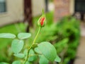 Pink Rose Bud With Green Leaf Background