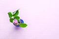 Pink rose bud with green leaves on a blue glass vase on pink background. Hipster trendy minimalism pop art background, mockup wit Royalty Free Stock Photo