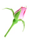 Pink rose bud on a green stalk Royalty Free Stock Photo