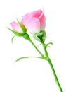 Pink rose and bud on a green stalk Royalty Free Stock Photo