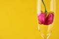 A pink rose bud inside a glass glass upside down close-up on a yellow background with a copy space. The concept of the Royalty Free Stock Photo