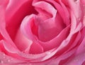 Pink rose bud macro Royalty Free Stock Photo