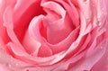 Pink rose bud macro Royalty Free Stock Photo