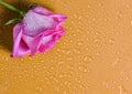 Pink rose bud on an orange surface in drops of water. Copy space. Royalty Free Stock Photo