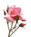 Pink Rose with Buds