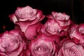 Pink rose buds on a black background. Magic bouquet