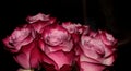 Pink rose buds on a black background. Magic bouquet