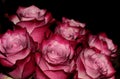 Pink rose buds on a black background. Magic bouquet