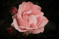 Pink rose with buds on a dark background, soft and romantic vintage flower Royalty Free Stock Photo