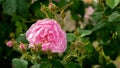 Pink rose and buds on a dark blurred background Royalty Free Stock Photo