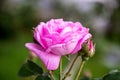 Pink rose and buds on a dark blurred background Royalty Free Stock Photo