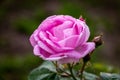 Pink rose and buds on a dark blurred background Royalty Free Stock Photo