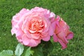 Pink rose with buds in the garden Royalty Free Stock Photo