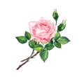 Pink rose with buds, leaves. Watercolor art Royalty Free Stock Photo