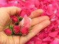 Pink rose buds in an open hand