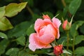 Pink rose and buds with raindrops Royalty Free Stock Photo