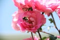 Pink rose,bumblebee, beautiful nature