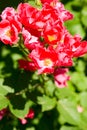 Pink Rose bush background Royalty Free Stock Photo