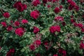 Pink rose bush background. Beautiful scarlet roses in the garden close-up for valentine\'s day