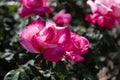 pink rose bush. beautiful fresh roses in nature. pink tea roses bush in garden. summer flower. Royalty Free Stock Photo