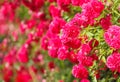 Pink rose bush Royalty Free Stock Photo