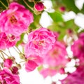 Pink rose bush Royalty Free Stock Photo