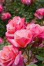 Pink rose bush