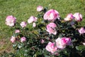 Pink rose bush flowers Royalty Free Stock Photo