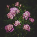 Pink rose bush in the garden outdoors Royalty Free Stock Photo