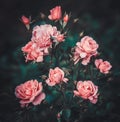 Pink rose bush in the garden Royalty Free Stock Photo